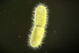 3D illustration of a klebsiella pneumoniae bacteria