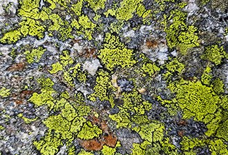 Abstract pattern of green lichen on a granite boulder.