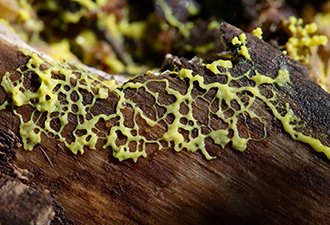 Fuligo septica is a species of plasmodial slime mold, commonly k