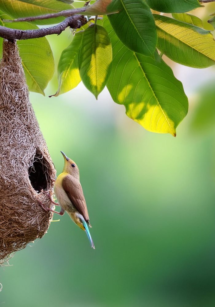 Firefly tailor bird nest hanging from a branch tree with bird; green leaves background, selective fo